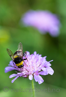 BB 13 0220 / Arctophila bombiformis / Gulstripet bjørneblomsterflue <br /> Knautia arvensis / Rødknapp